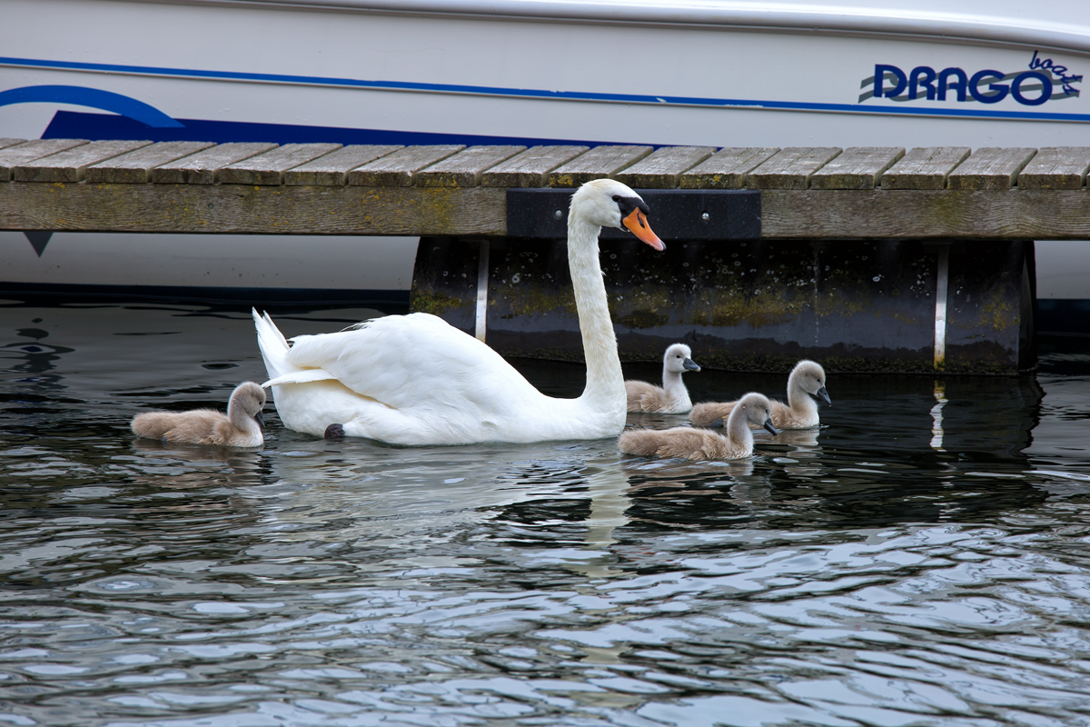 Schwan mit Nachwuchs im Hafen von Waren Mritz. - 11.07.2015
