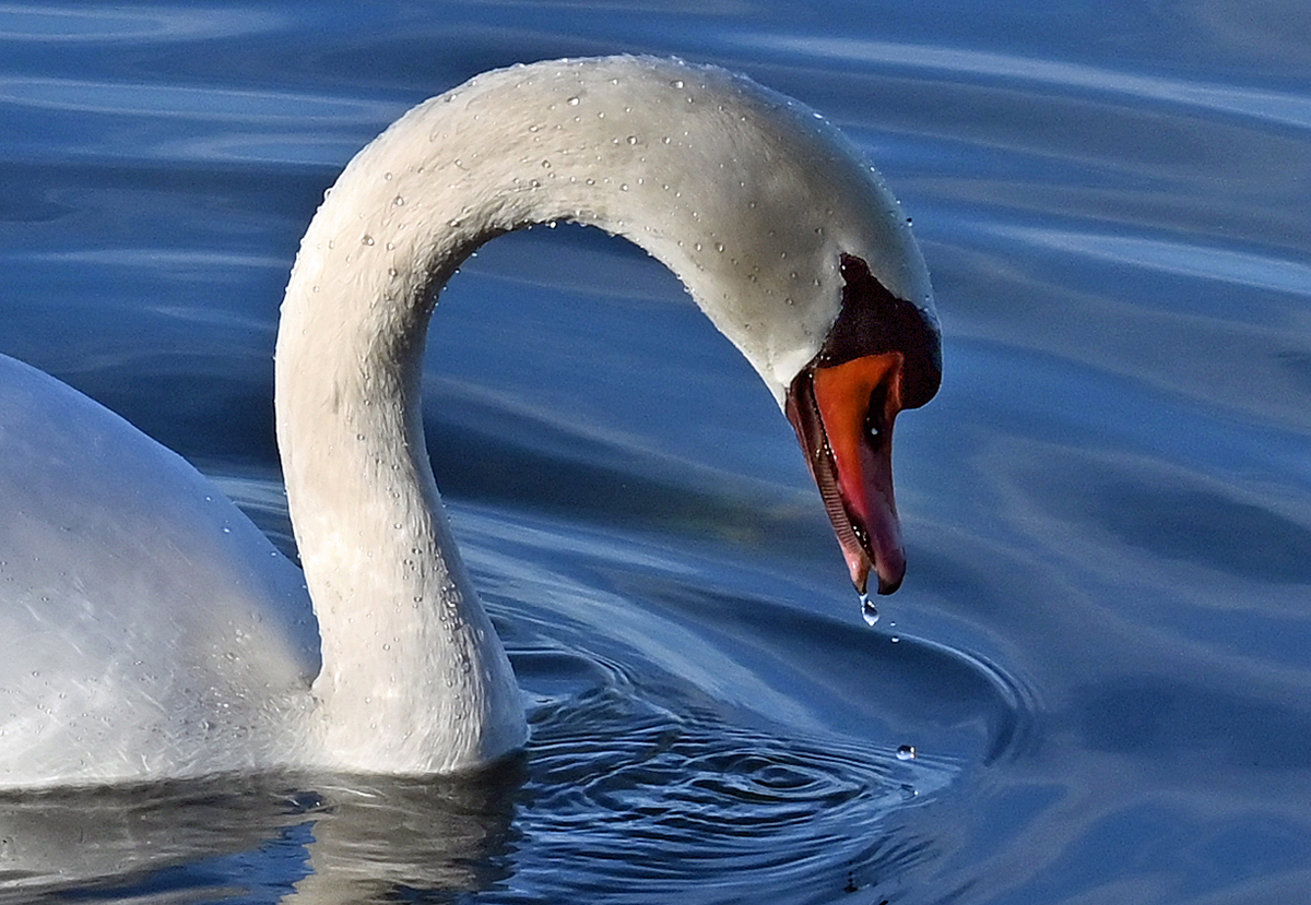 Schwan mit Wasserperlen im Zlpicher See - 11.01.2022