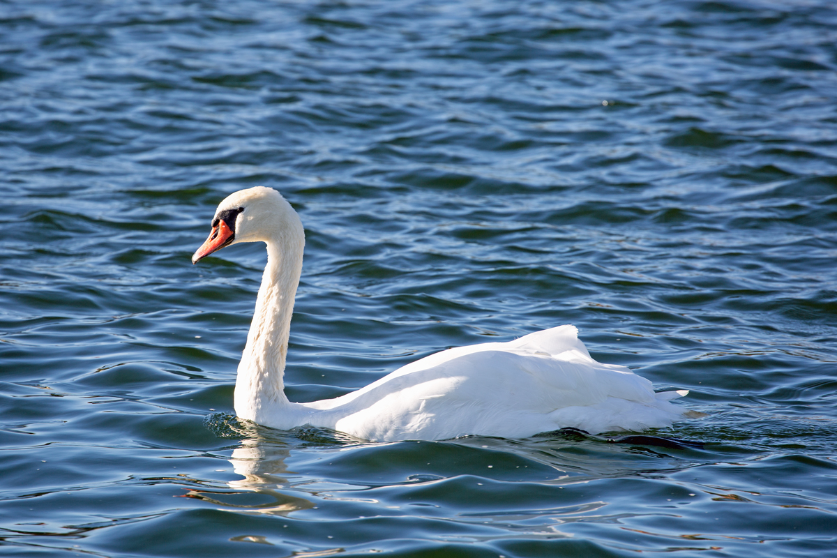 Schwan nach der Gefiederpflege auf der Ostsee. - 26.09.2021
￼