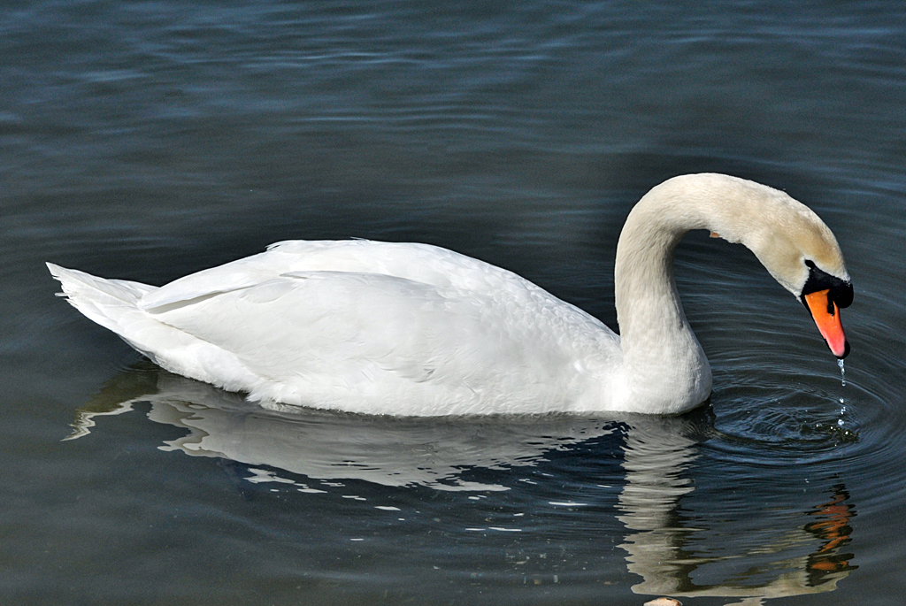 Schwan im Rhein bei Knigswinter - 07.04.2013