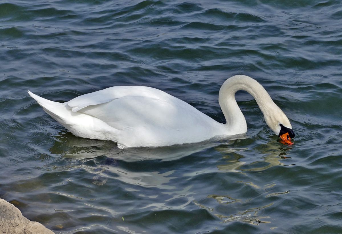 Schwan im Rhein bei Wesseling - 06.04.2019