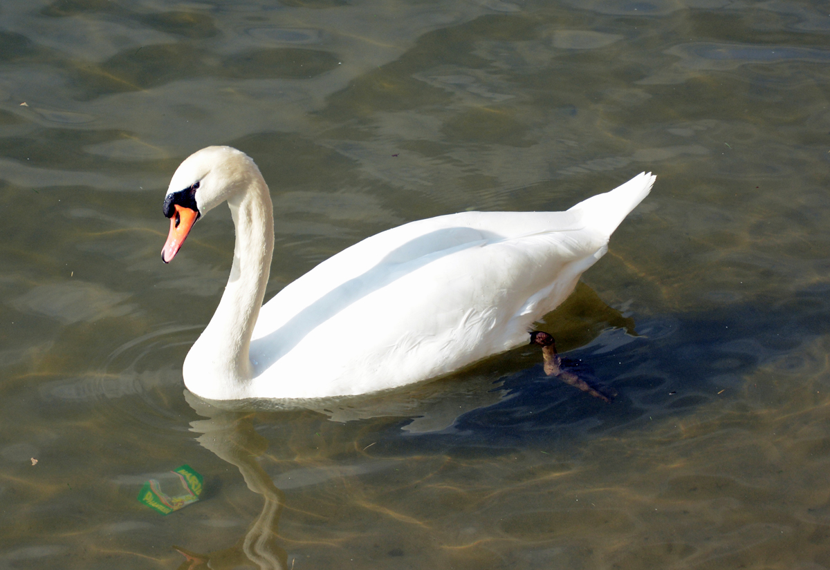 Schwan im Rhein in Neuwied - 04.03.2014