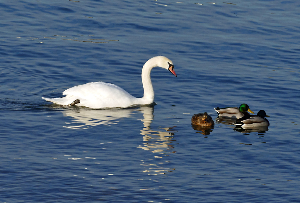 Schwan und Stockenten im Rhein bei Mondorf - 18.01.2017