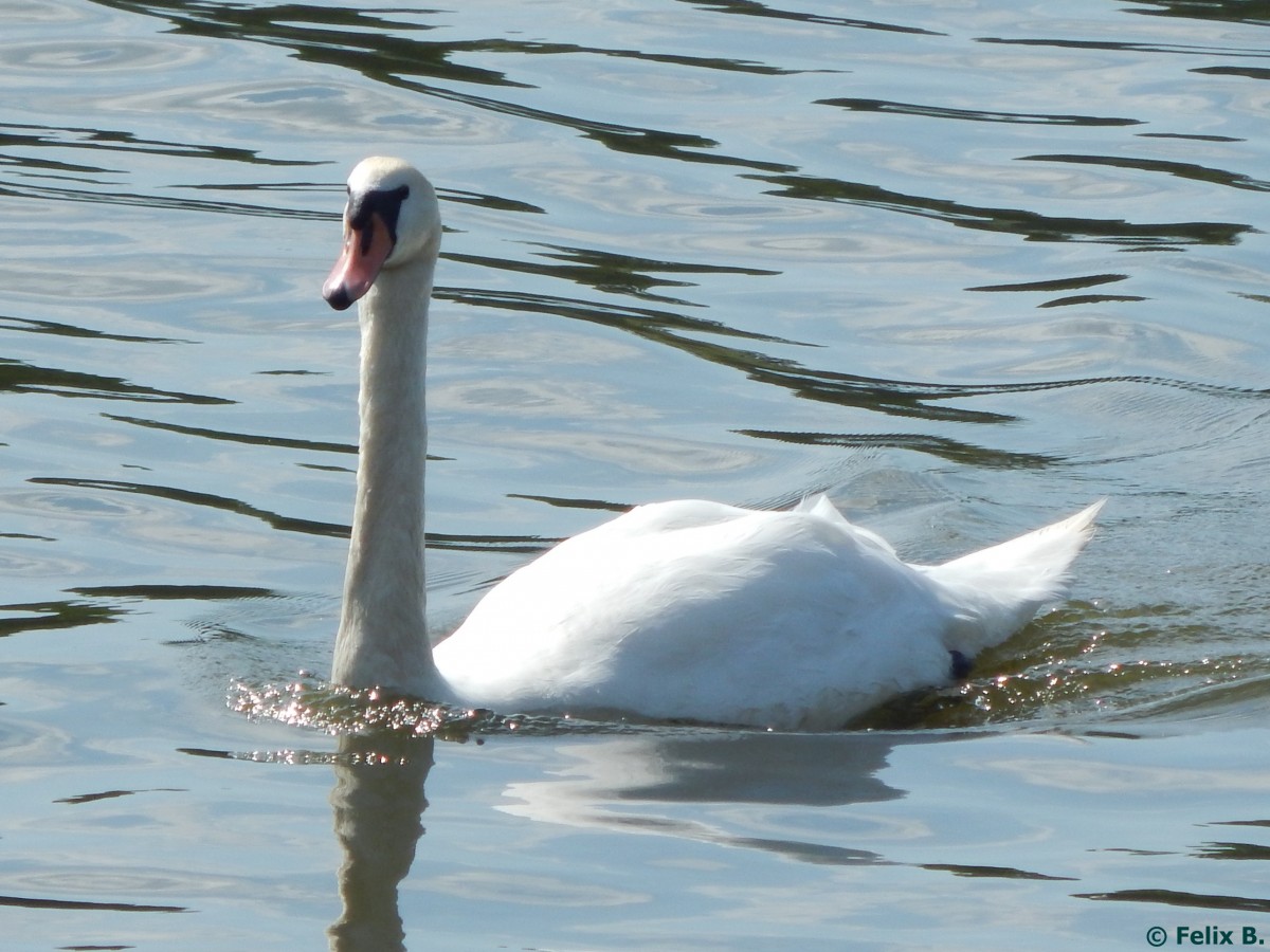 Schwan in Stralsund am 22.07.2015