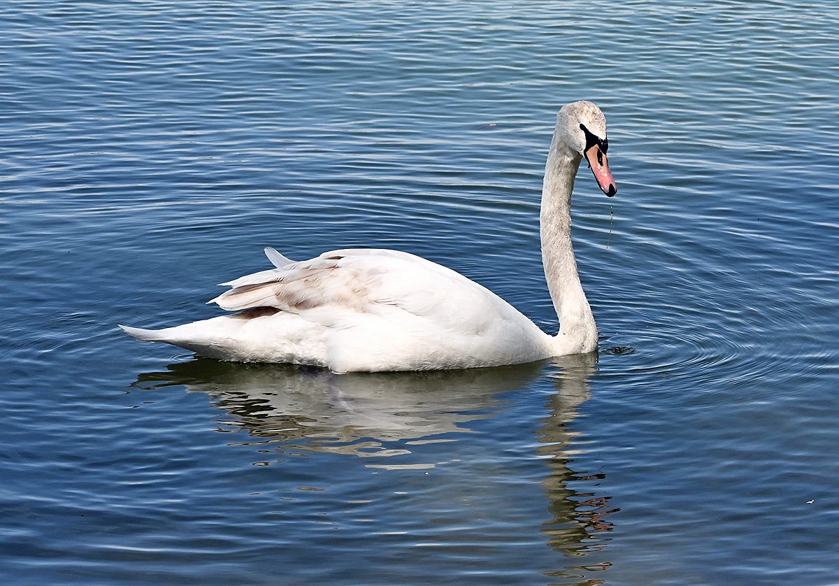 Schwan im Zlpicher See - 09.05.2021