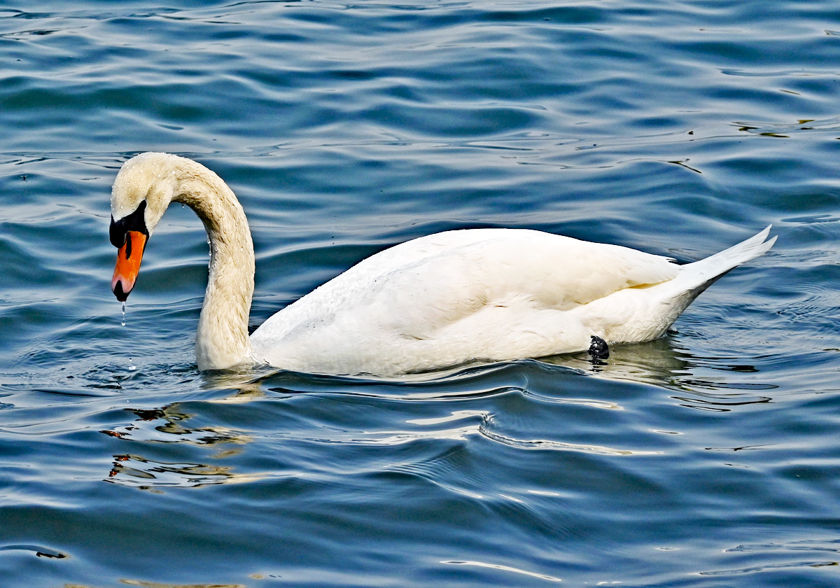 Schwan im Zlpicher See - 21.04.2021