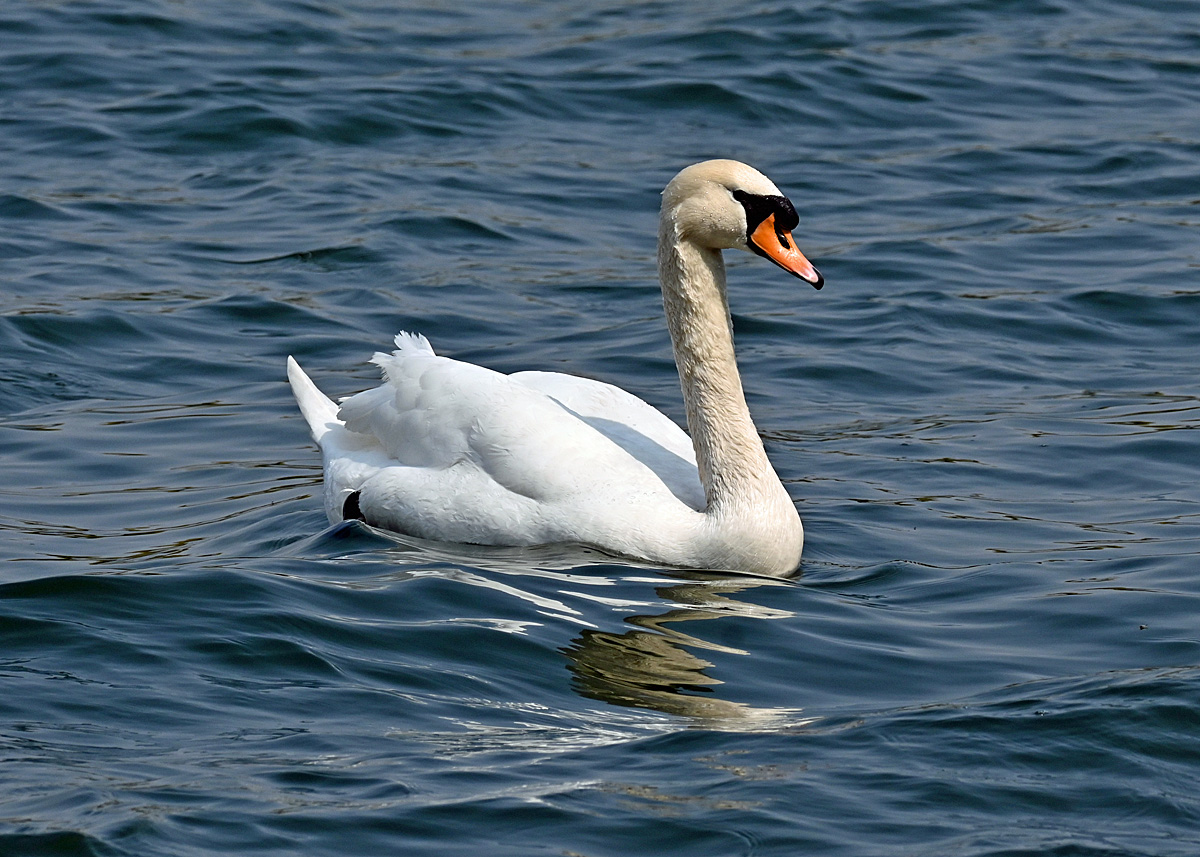 Schwan im Zlpicher See - 21.04.2021