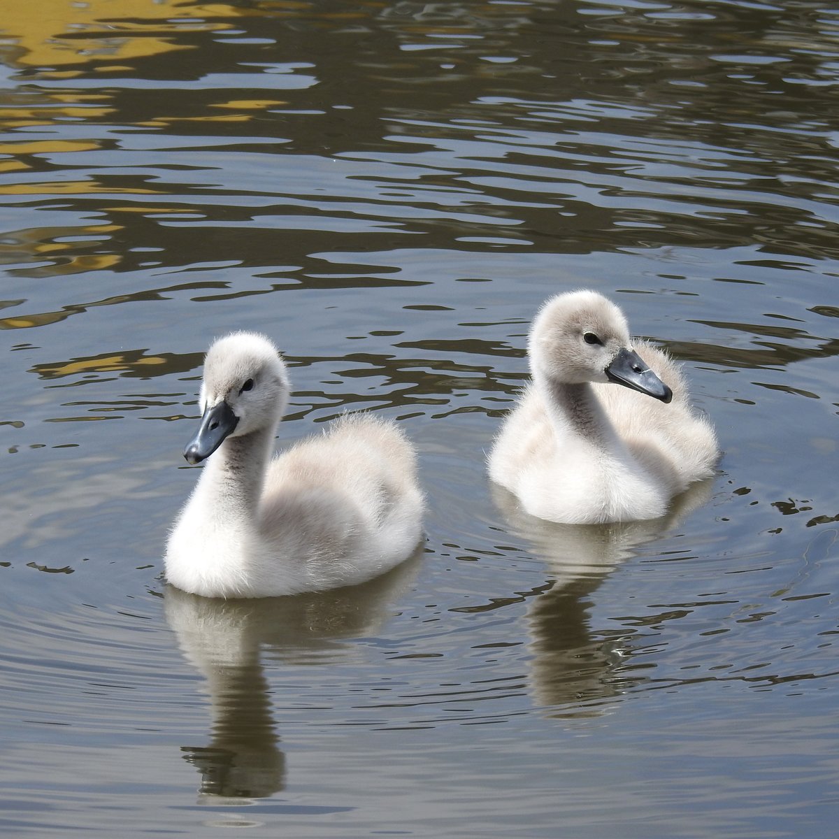 SCHWANEN-NACHWUCHS AUF DER LAHN IN DIEZ
Bildschn und schnuckelig-diese 2 Jungschwne zog es am 8.6.2017 am Lahnufer
in DIEZ aufs Wasser,whrend der Rest des Kindersegens(3) in 1-2 Meter
Entfernung bei Papa und Mama Schwan am Ufer blieb und sich putzte....