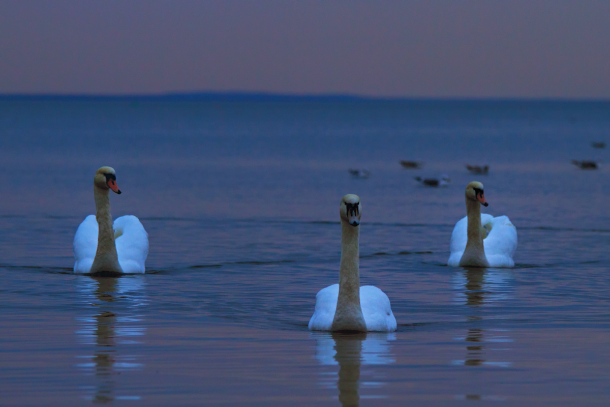 Schwanenfamilie abends auf dem Stettiner Haff. - 28.12.2013