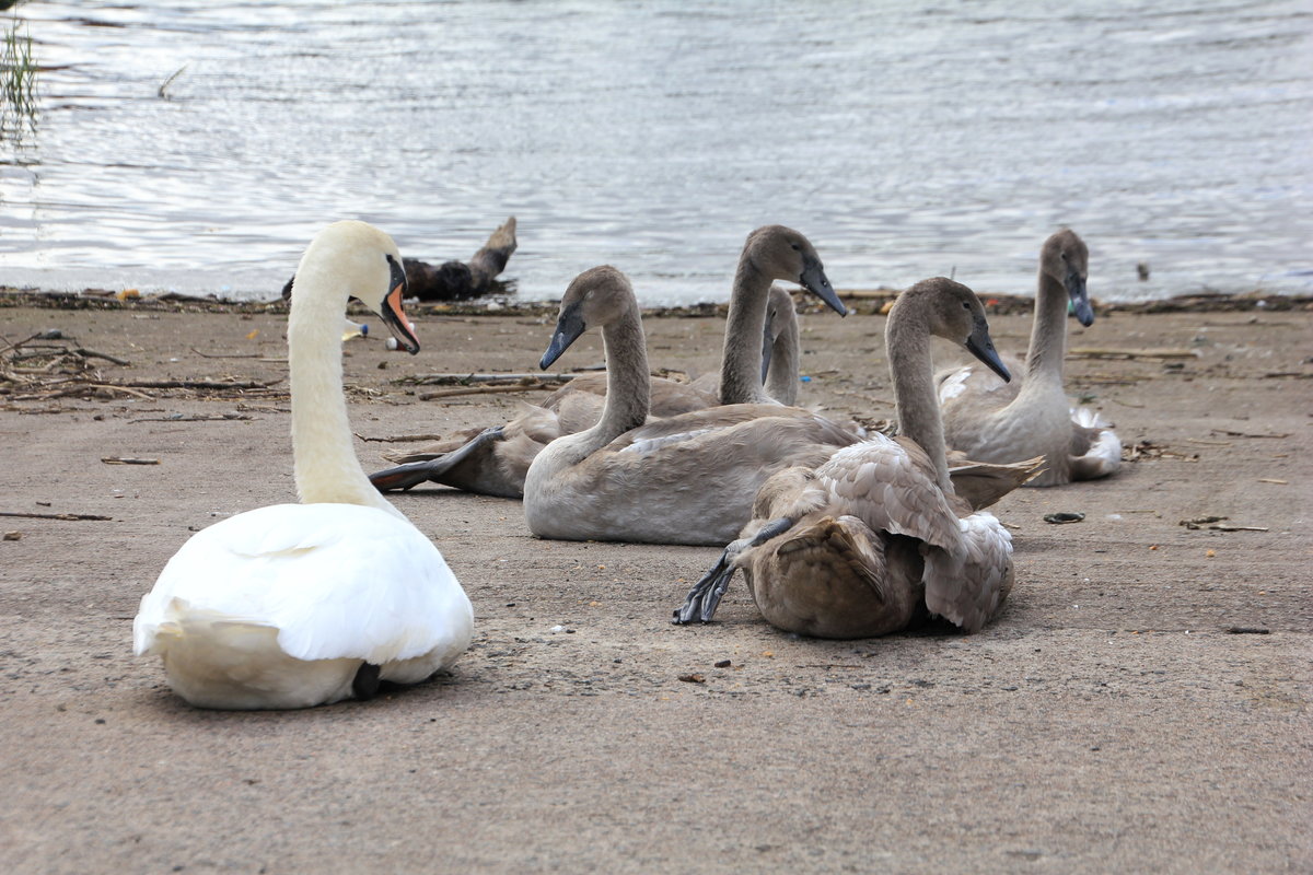 Schwanenfamilie am 15.08.2019 im Hafen von Glasgow beim Riverside Museum. 