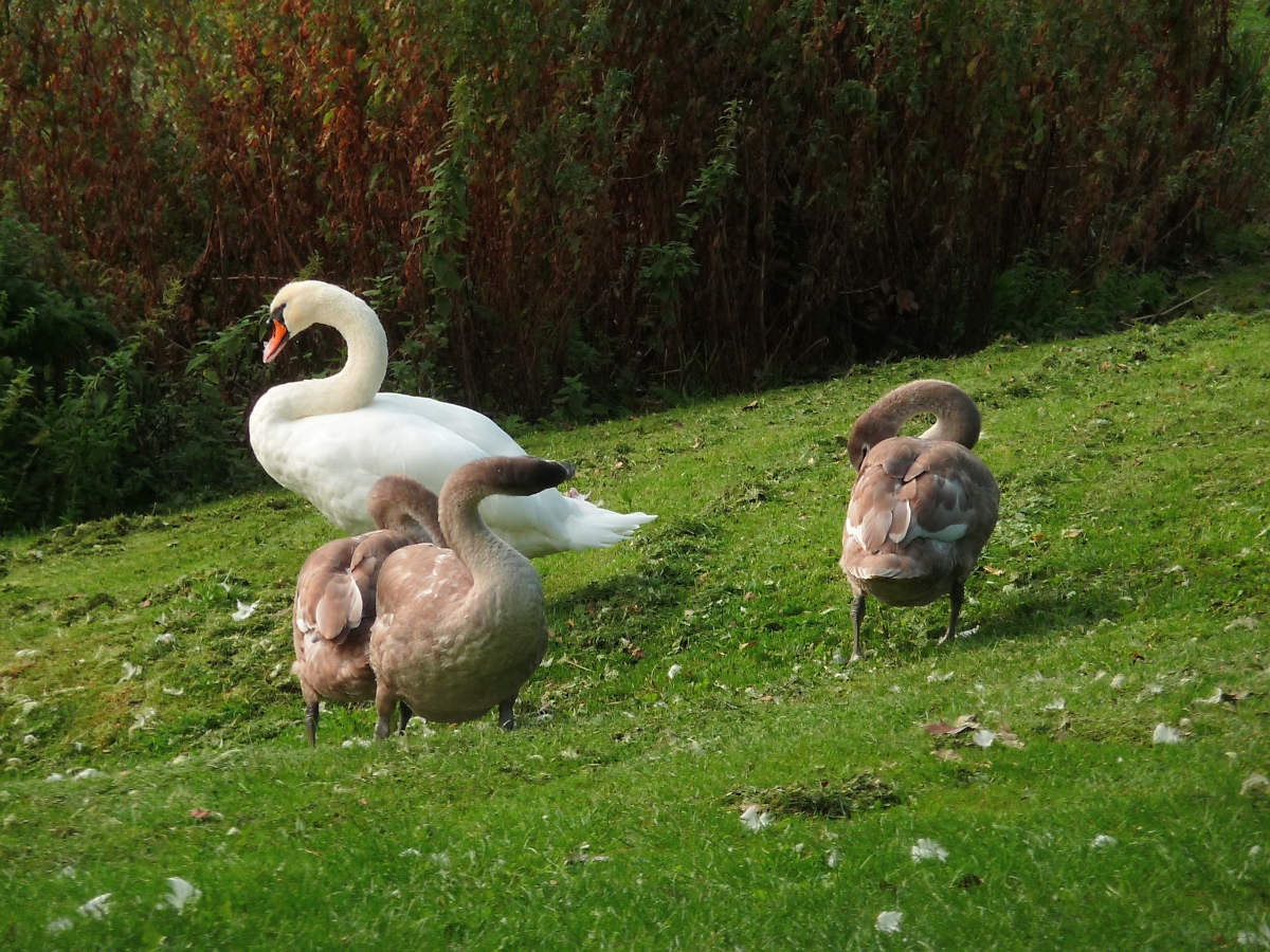 Schwanenfamilie beim Frhputz im Lydiard Park bei Swindon , 12.9.2016