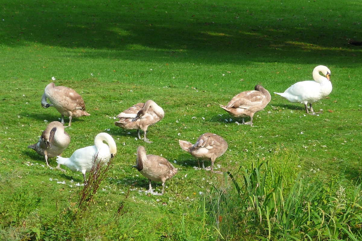 Schwanenfamilie beim Frhputz im Lydiard Park bei Swindon , 12.9.2016