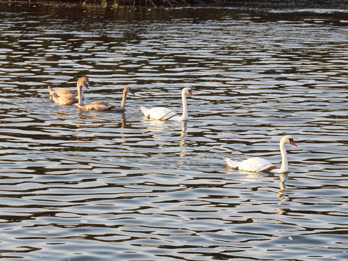 Schwanenfamilie kreuzte Dampfer kurz vor der Vogelinsel Kirr am 22. September 2020.