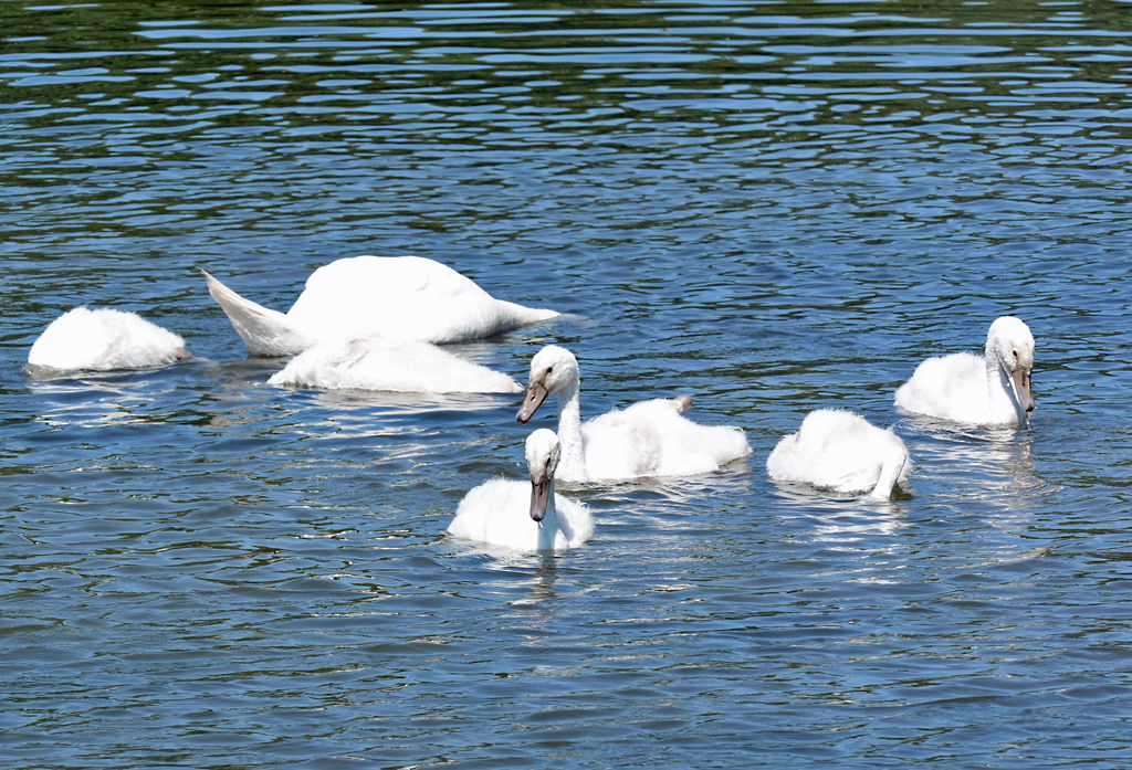 Schwanenfamilie im Rhein-Altarm bei Bad Honnef - 01.07.2014