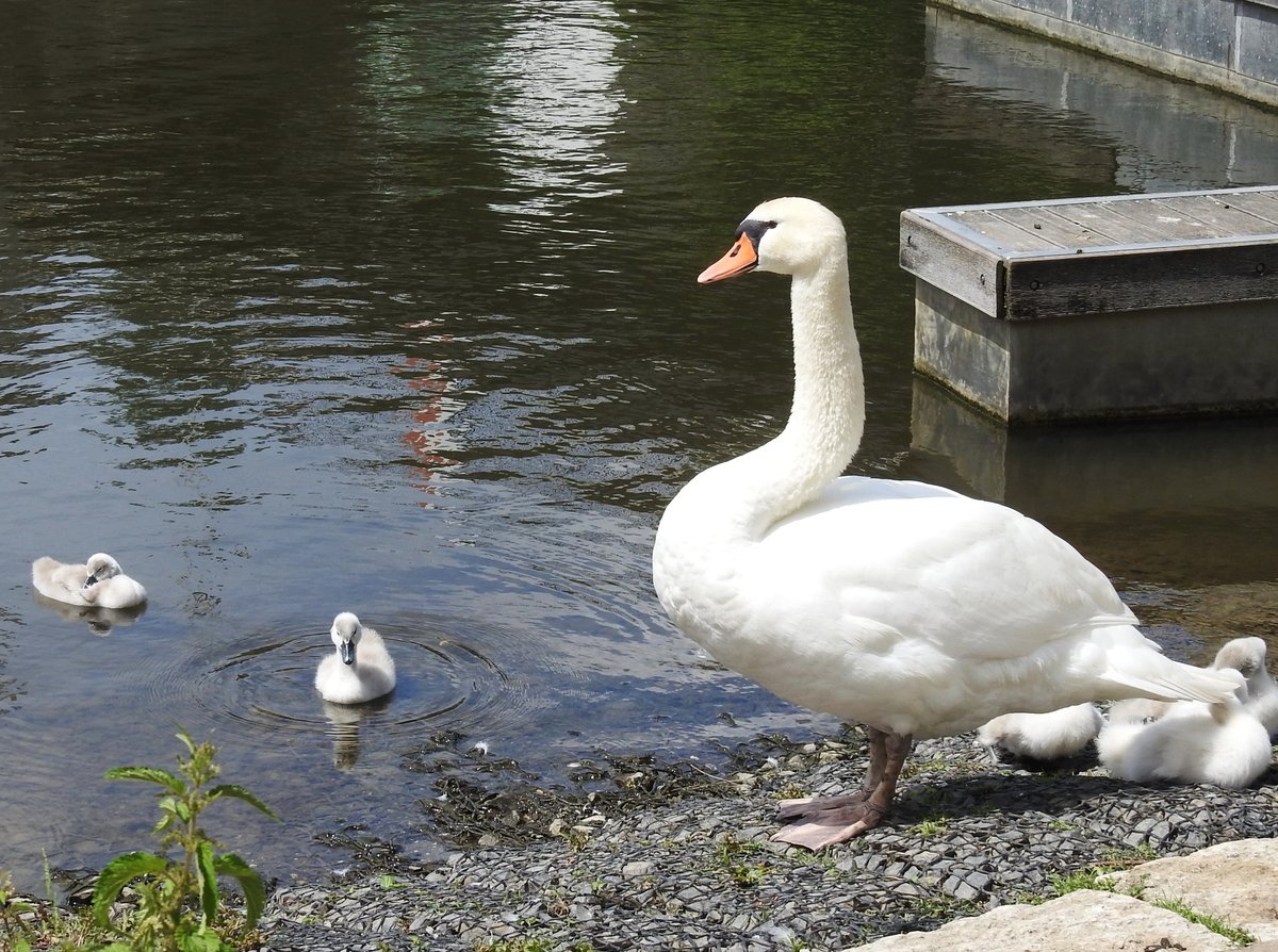 SCHWANENMUTTER MIT NACHWUCHS AUF DER LAHN
In DIEZ/LAHN beobachtet am 8.6.2017 Mama Schwan aufmerksam die Schwimmversuche von 2 aus ihrem
Nachwuchs,whrend der Rest der Kleinen sich hinter Mama am Ufer zusammenkuschelt....