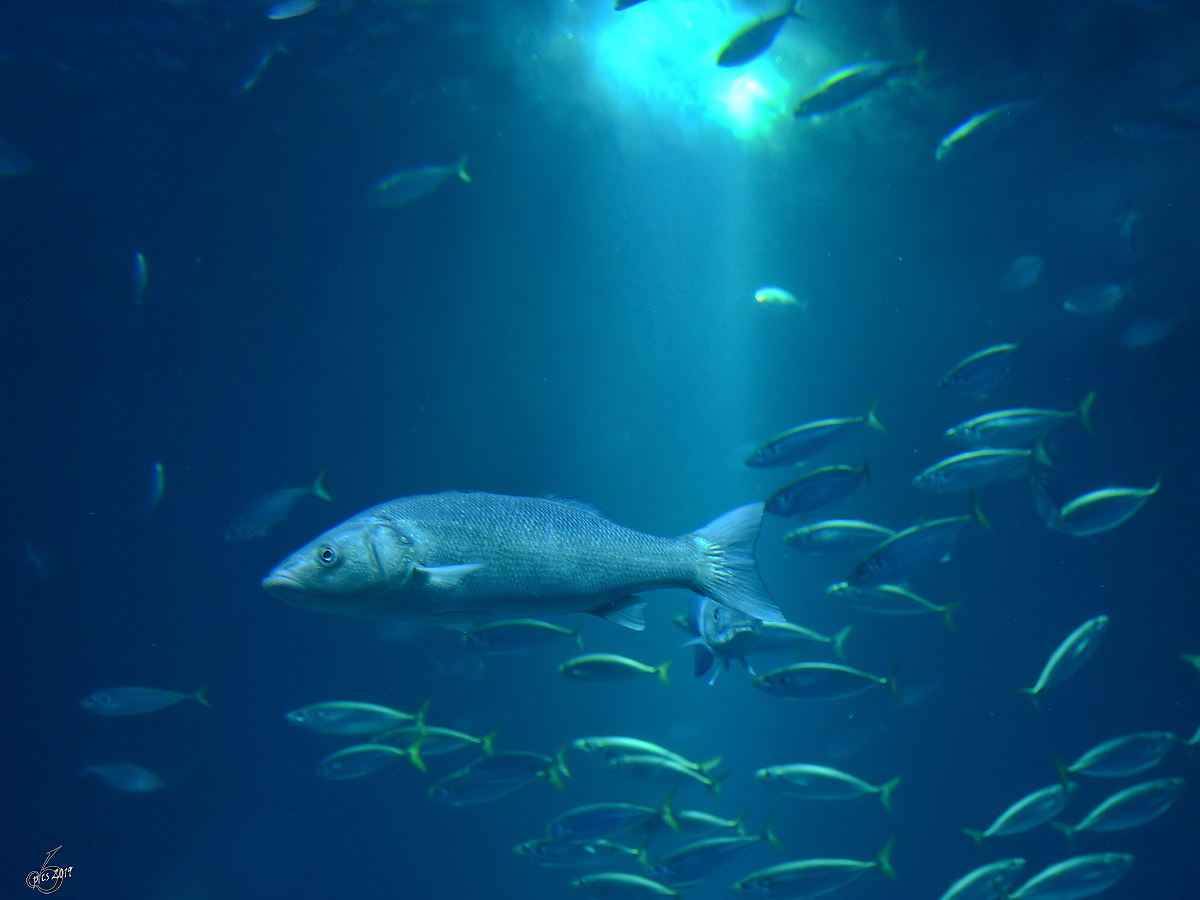 Schwarmfische Ende Dezember 2014 im Ozeaneum Stralsund. 