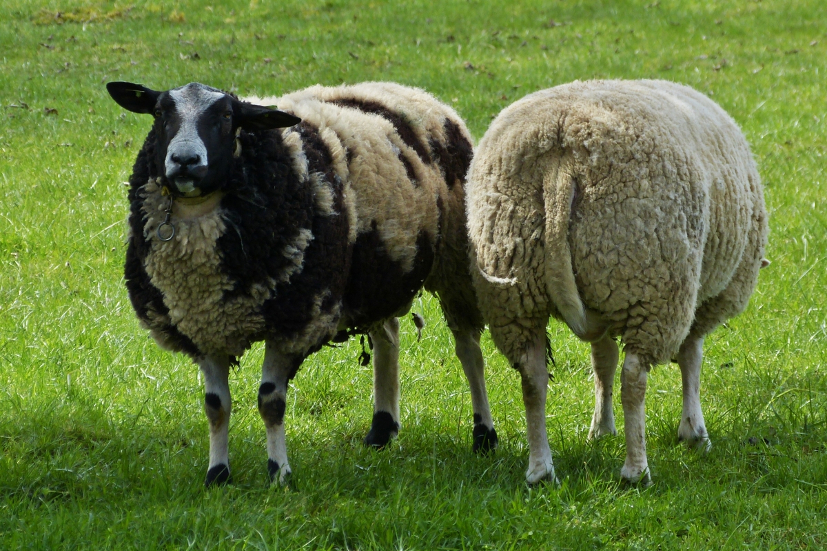Schwarz geflecktes Schaf auf einer Weide. Rasse unbekannt. 04.2021