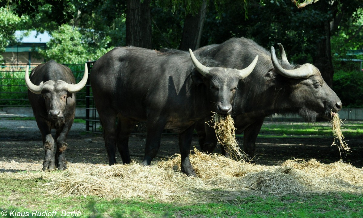 Schwarzbffel (Syncerus caffer caffer) im Tierpark Berlin (Juli 2015).