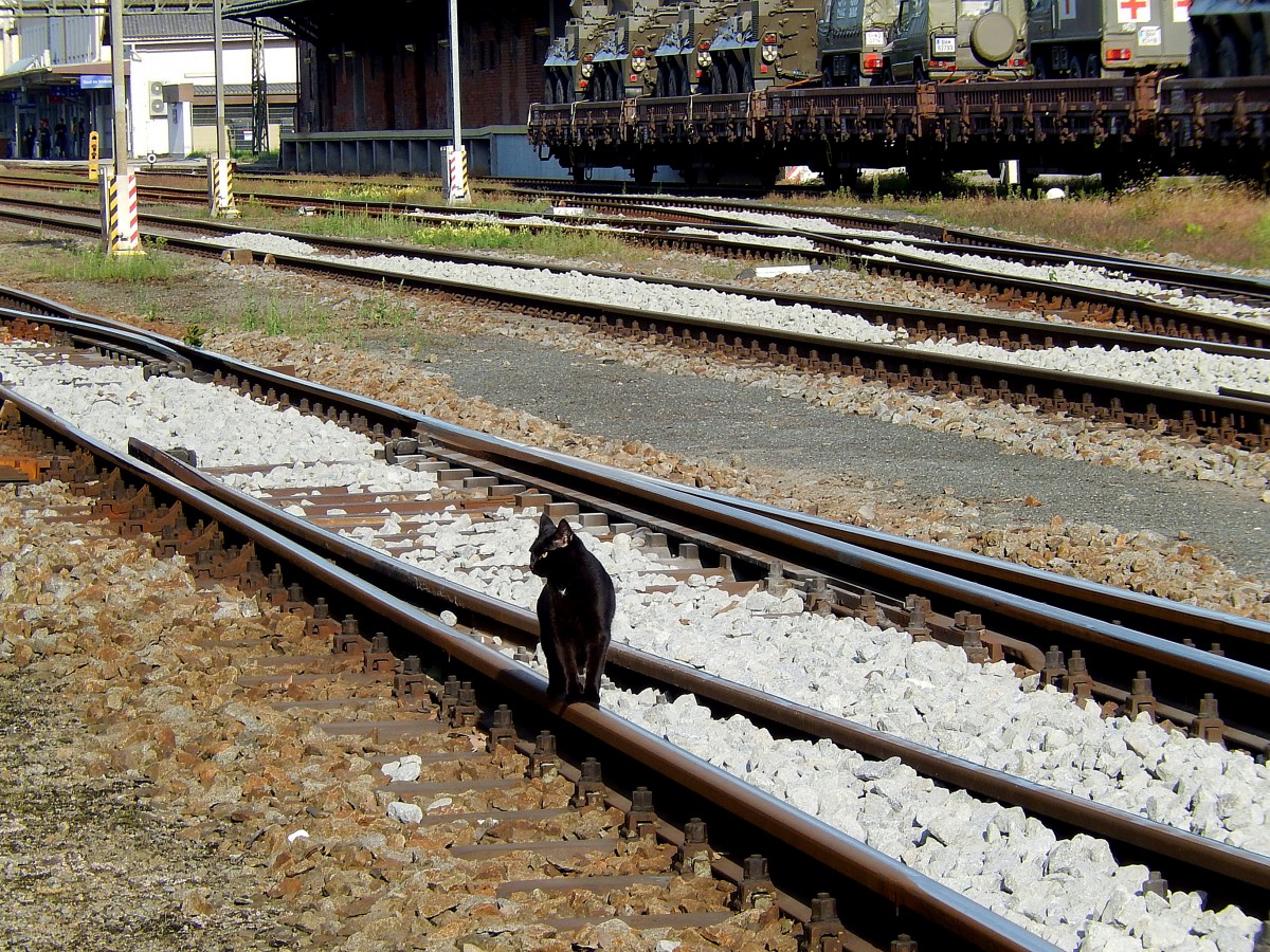 Schwarze-Katze am Schienenweg (Bhf. Ried);150828