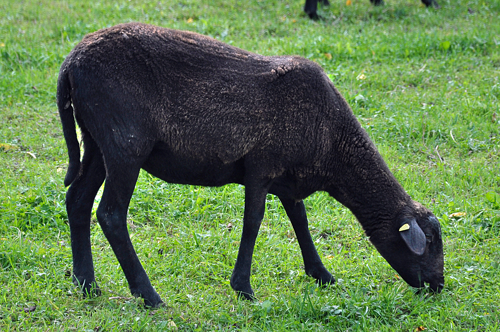 Schwarzes Schaf, Gott sie Dank nicht in der Familie, sondern auf der Weide - 26.10.2013