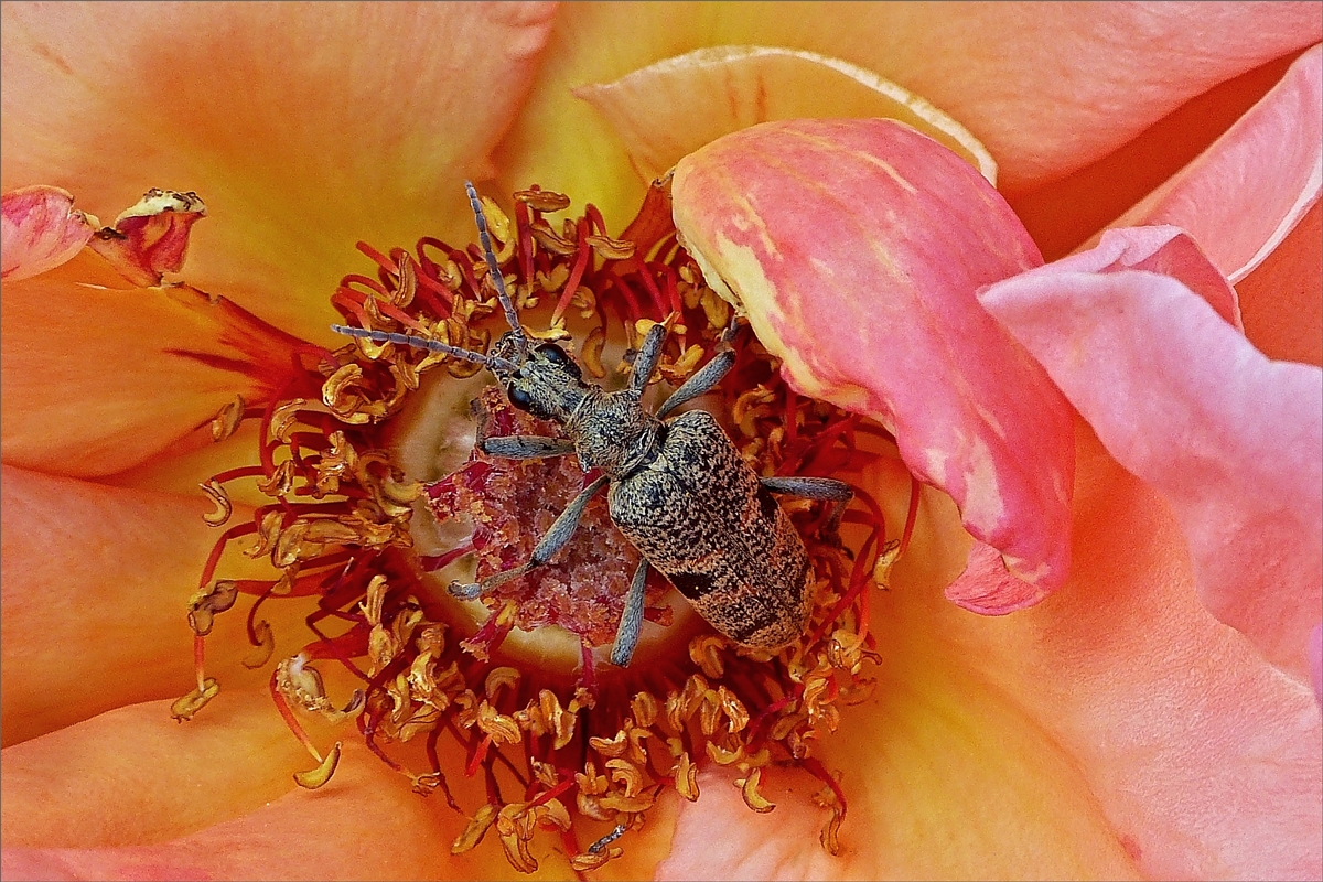 Schwarzfleckiger Zangenbock (Rhagium mordax)in einer Rosenblte in unserem Blumengarten. 15.06.2019
