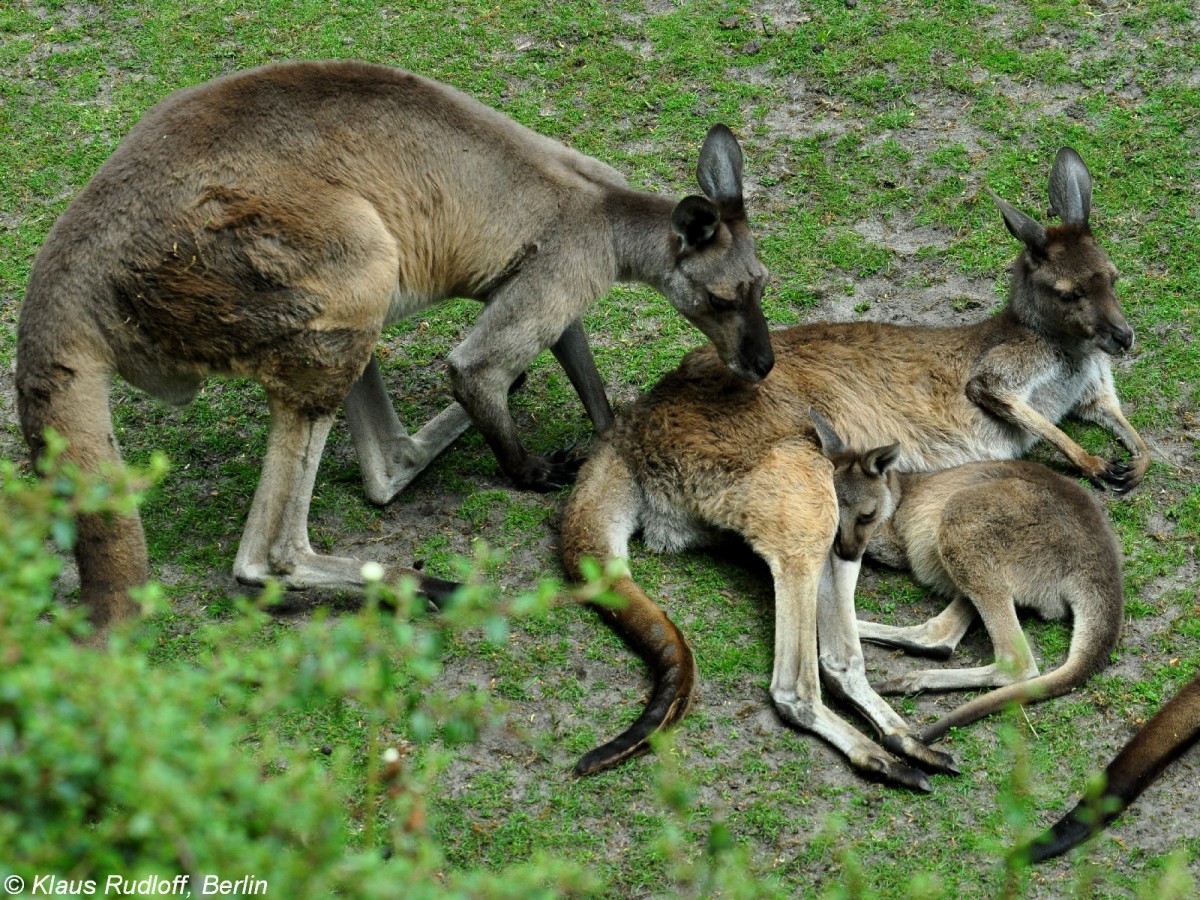 Schwarzgesichtsknguru-Familie (Macropus fuliginosus melanops) im Tierpark Berlin