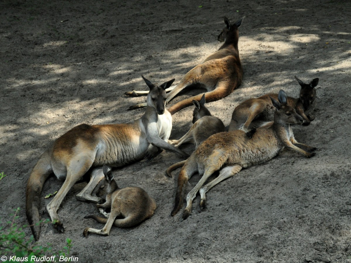 Schwarzgesichtsknguru (Macropus fuliginosus melanops). Gruppe im Tierpark Berlin (Juli 2015).