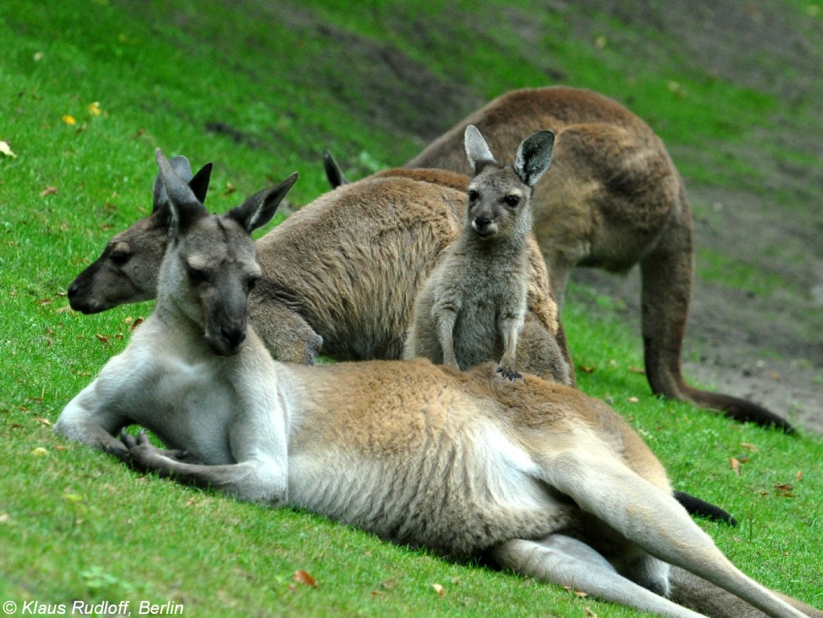 Schwarzgesichtsknguru (Macropus fuliginosus melanops) im Tierpark Berlin (August 2015).