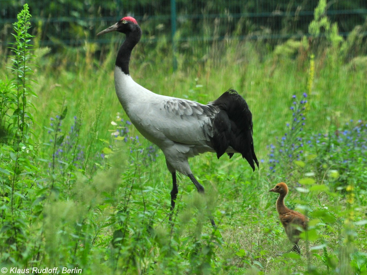 Schwarzhalskranich (Grus nigricollis). Elter mit Kken im Tierpark Berlin.