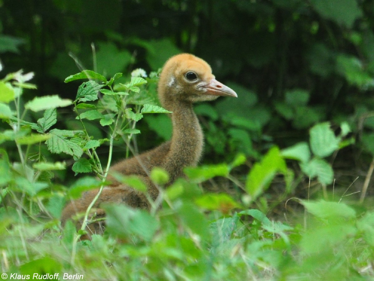 Schwarzhalskranich (Grus nigricollis). Kken im Tierpark Berlin.