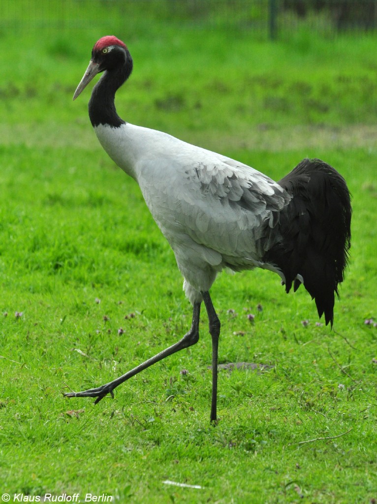 Schwarzhalskranich (Grus nigricollis) im Tierpark Berlin