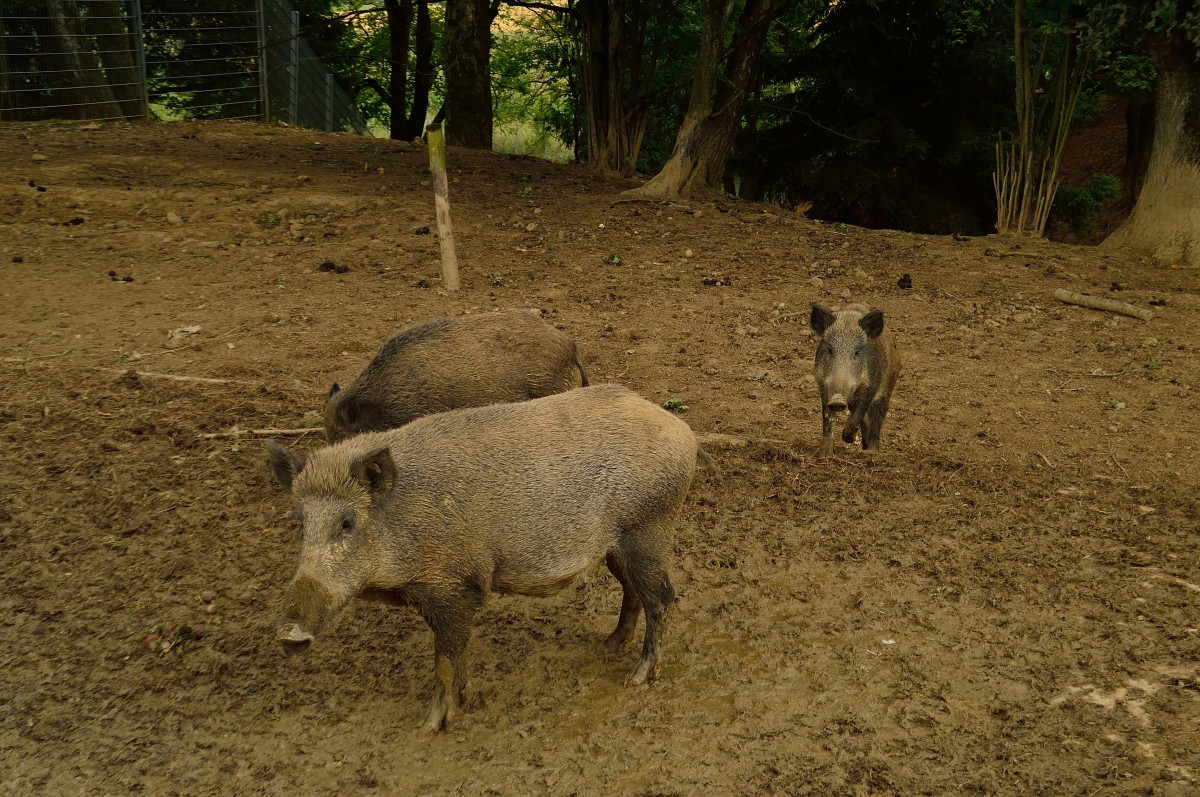 Schwarzkittel kommen neugierig nachsehen ob die Besucher vielleicht etwas fressbares
hinterlassen. Bache mit lteren Frischlingen im Wildpark Schwarzach.9.8.2013