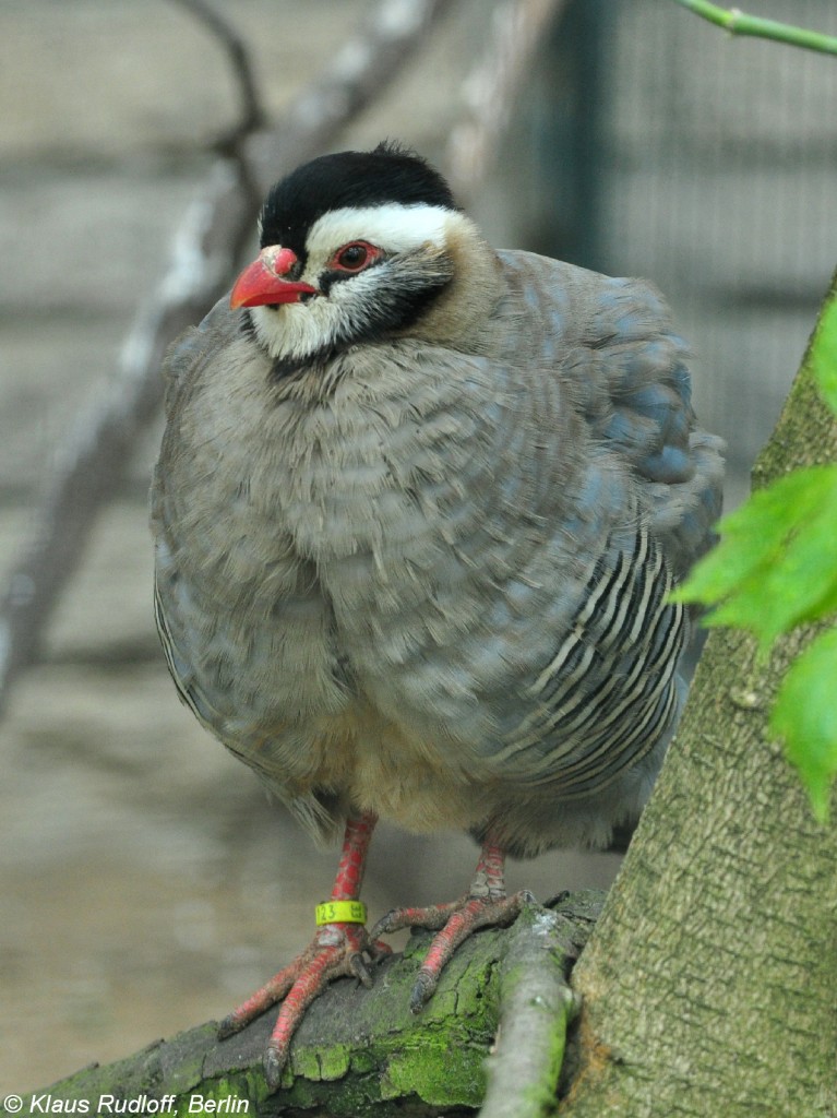 Schwarzkopf-Steinhuhn (Alectoris melanocephala) im Tierpark Berlin