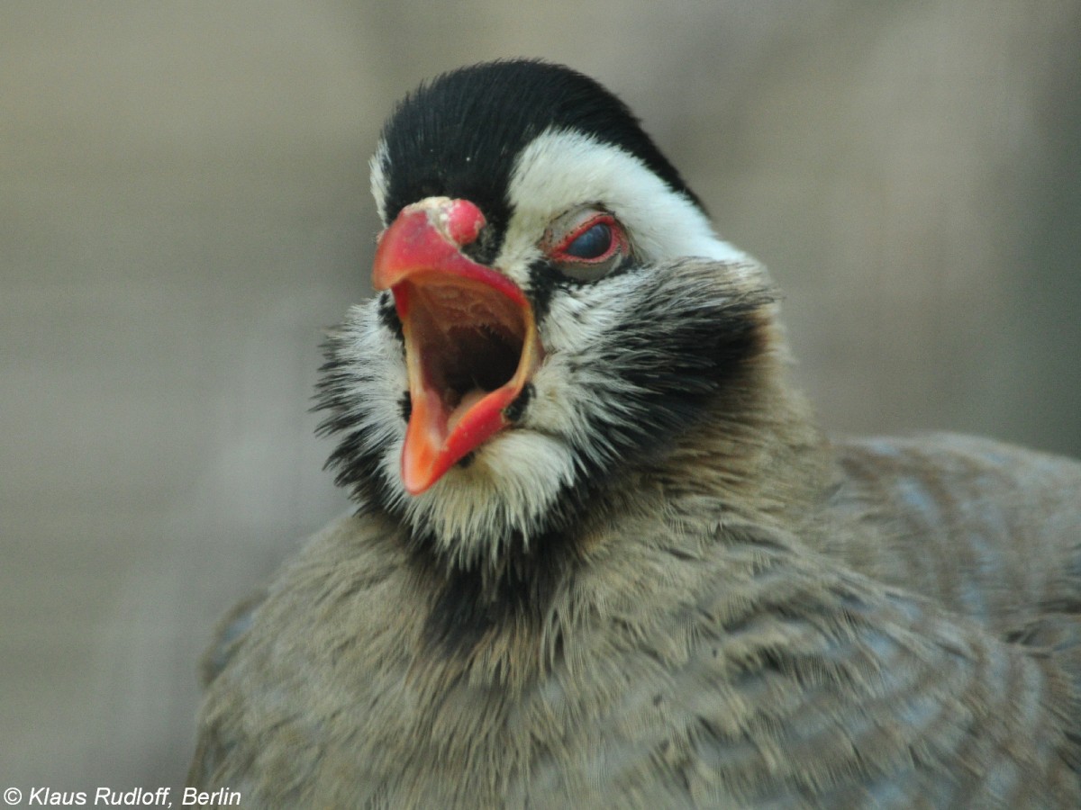 Schwarzkopf-Steinhuhn (Alectoris melanocephala) im Tierpark Berlin