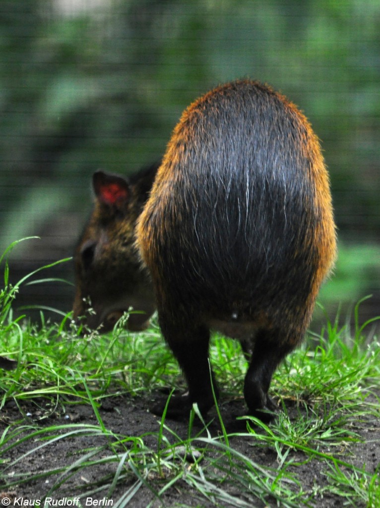 Schwarzrckenaguti (Dasyprocta prymnolopha) im Tierpark Cottbus (August 2015).