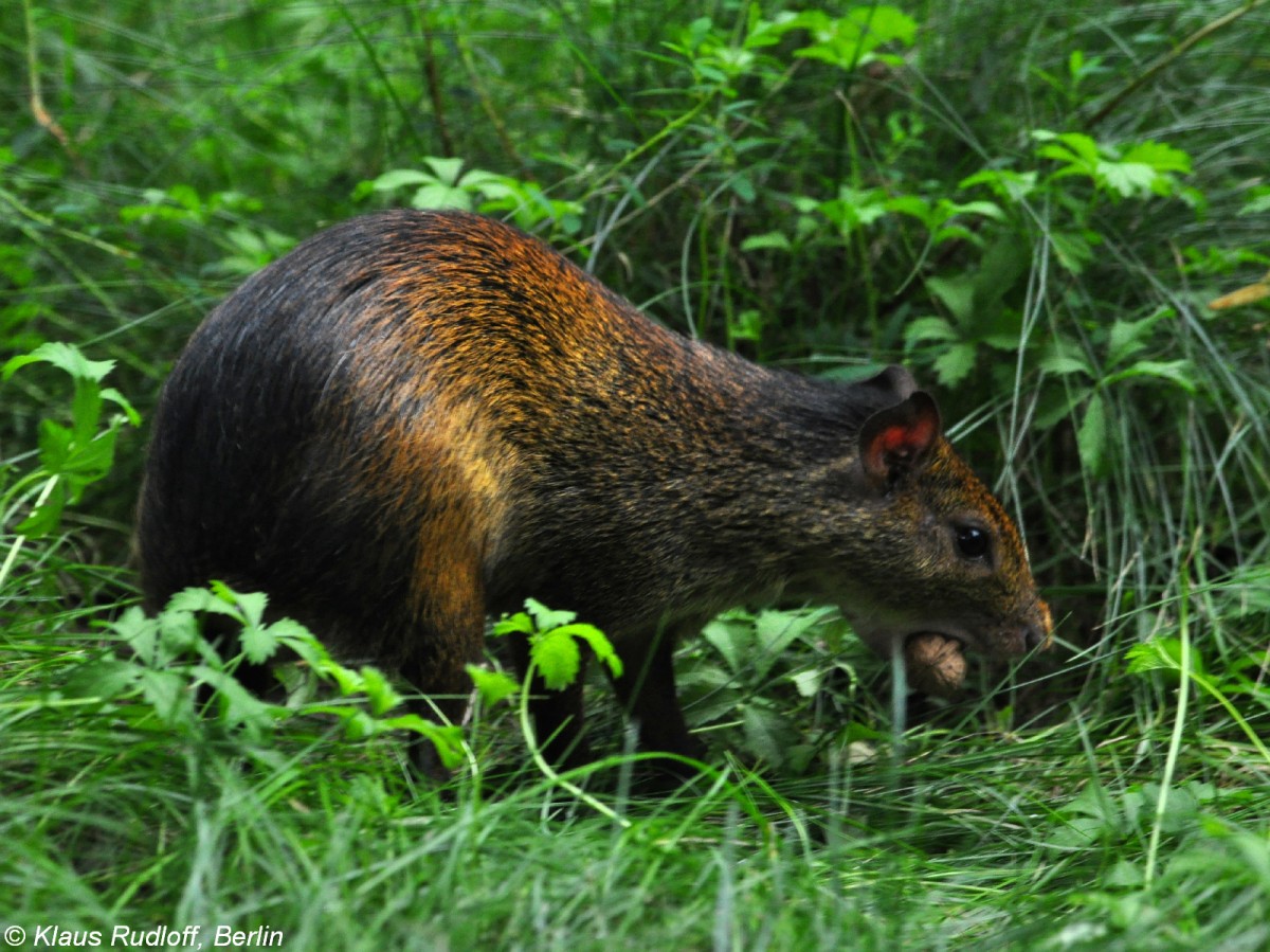 Schwarzrckenaguti (Dasyprocta prymnolopha) im Tierpark Cottbus (August 2015).