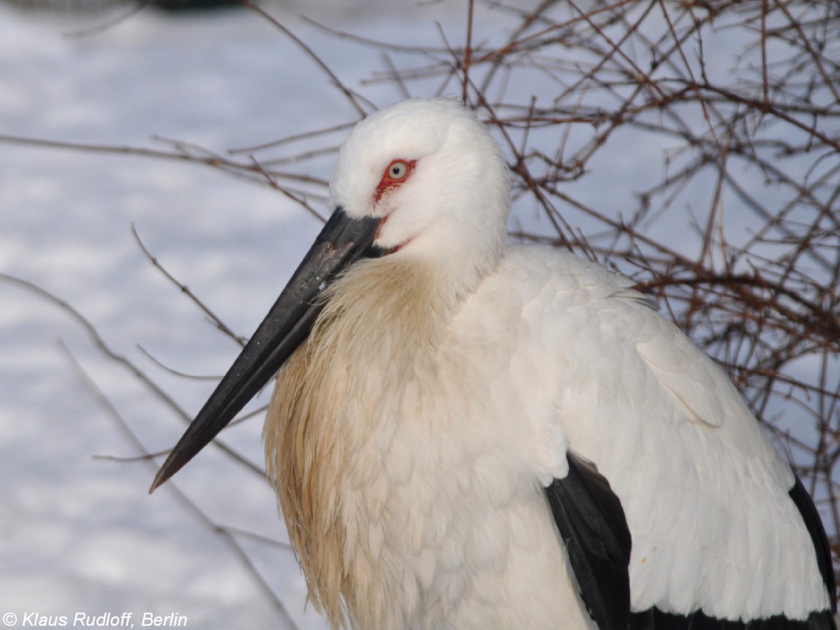 Schwarzschnabelstorch (Ciconia boyciana) im Tierpark Berlin (2010).