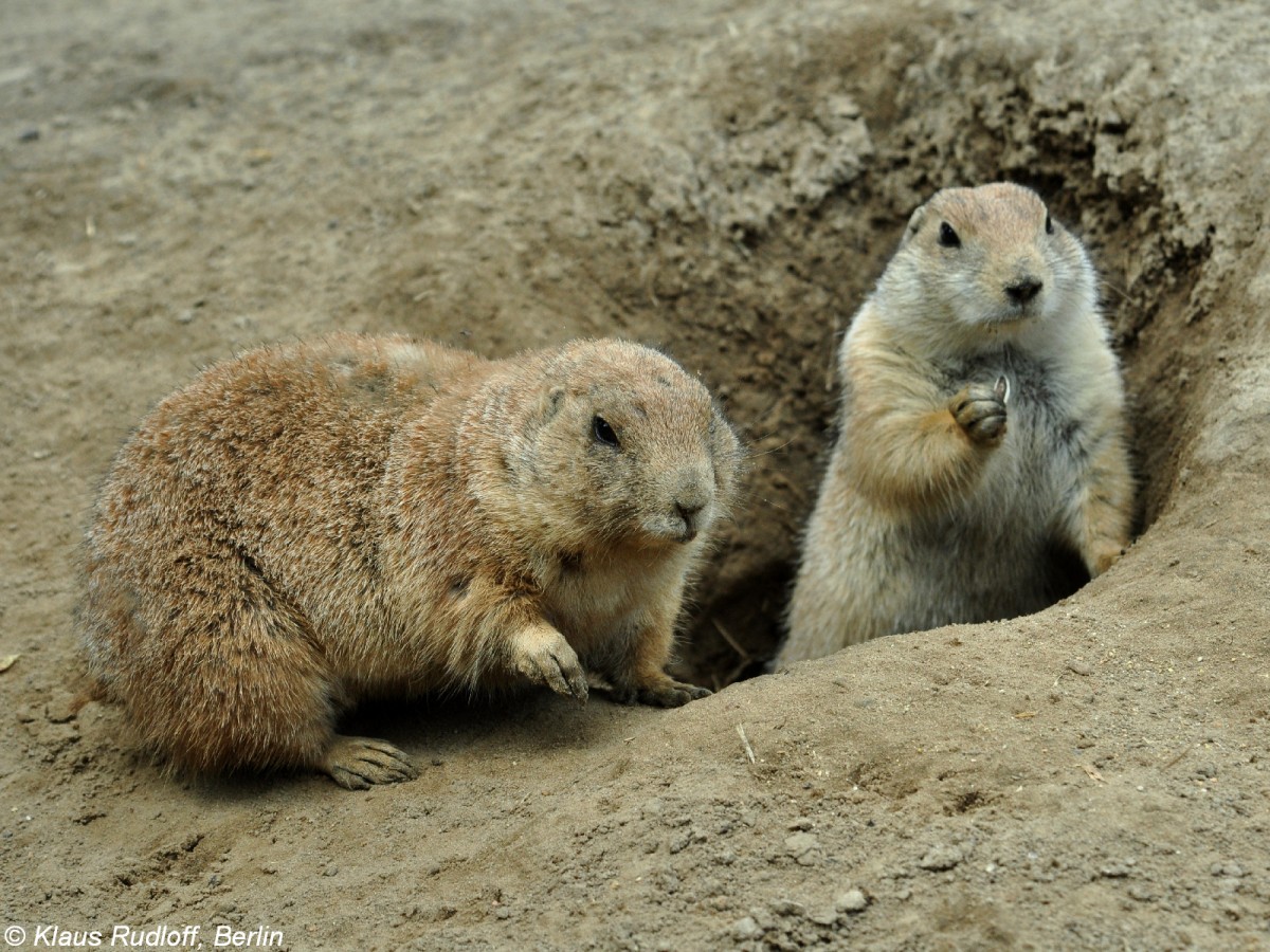 Schwarzschwanz-Prriehund (Cynomys ludovicianus). Alt- und JUngtier im Tierpark Berlin.