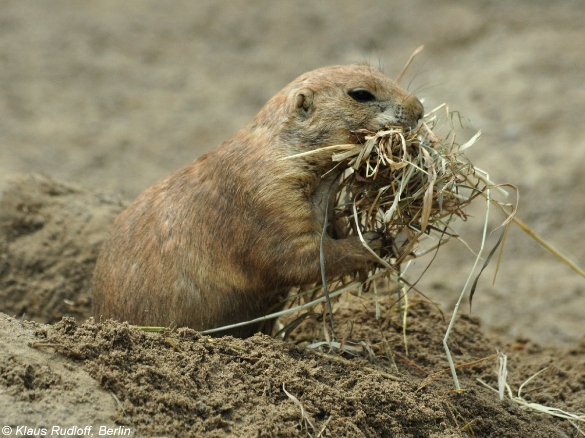 Schwarzschwanz-Prriehund (Cynomys ludovicianus) im Tierpark Berlin beim Heusammeln.