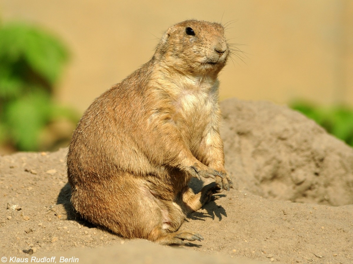 Schwarzschwanz-Prriehund (Cynomys ludovicianus) im Tierpark Berlin (August 2015).