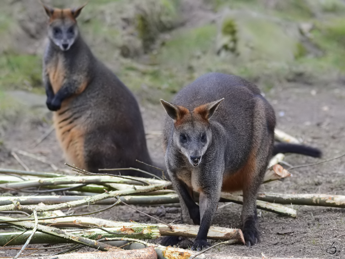 Schwarzschwanzkngurus, fotografiert im Burgers' Zoo Arnheim. (Mrz 2013)