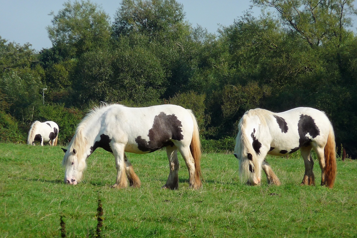 Schwarzweie Pferde - kenne ich sonst nur von Khen - im Lydiard Park bei Swindon , 12.9.2016