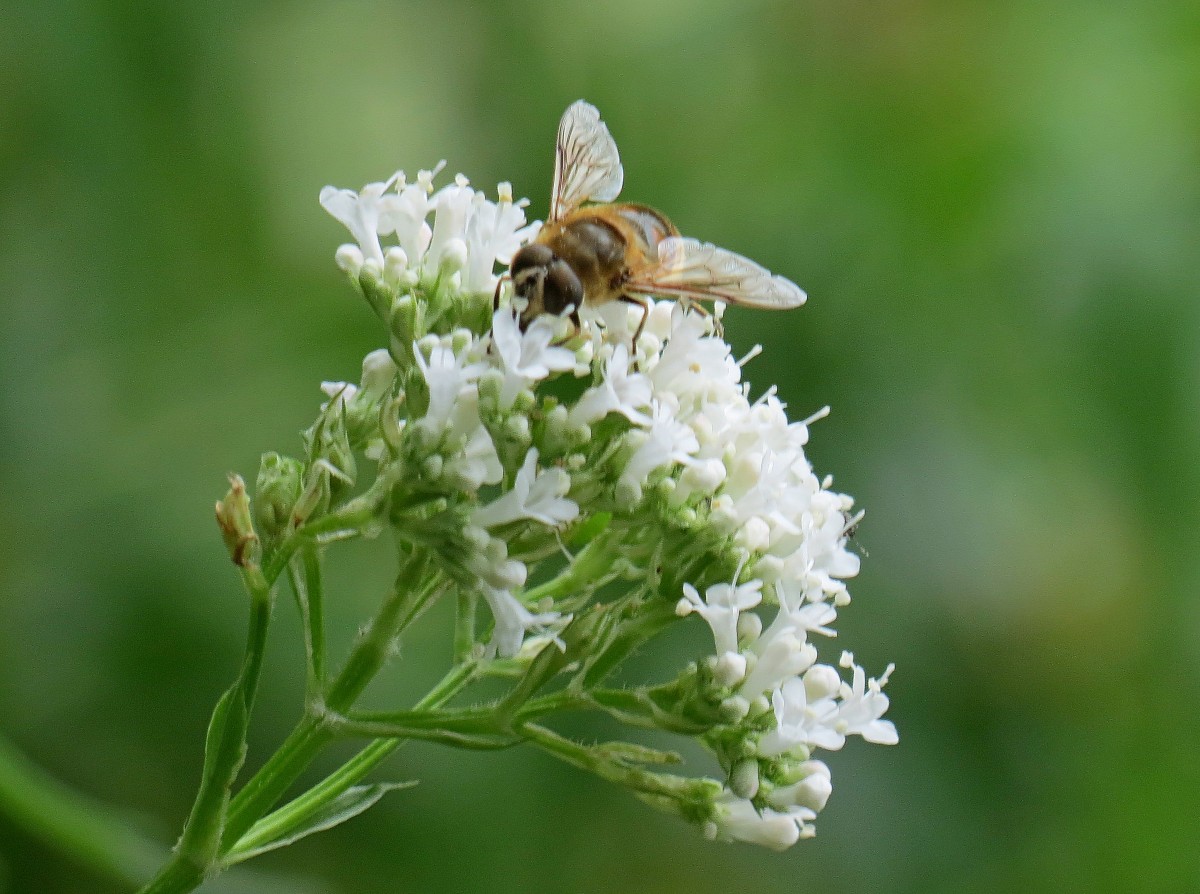 Schwebefliege