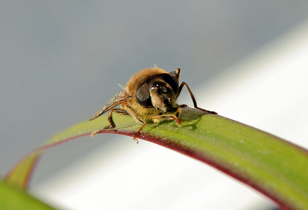 Schwebfliege auf einem Blatt im Garten - 16.04.2014