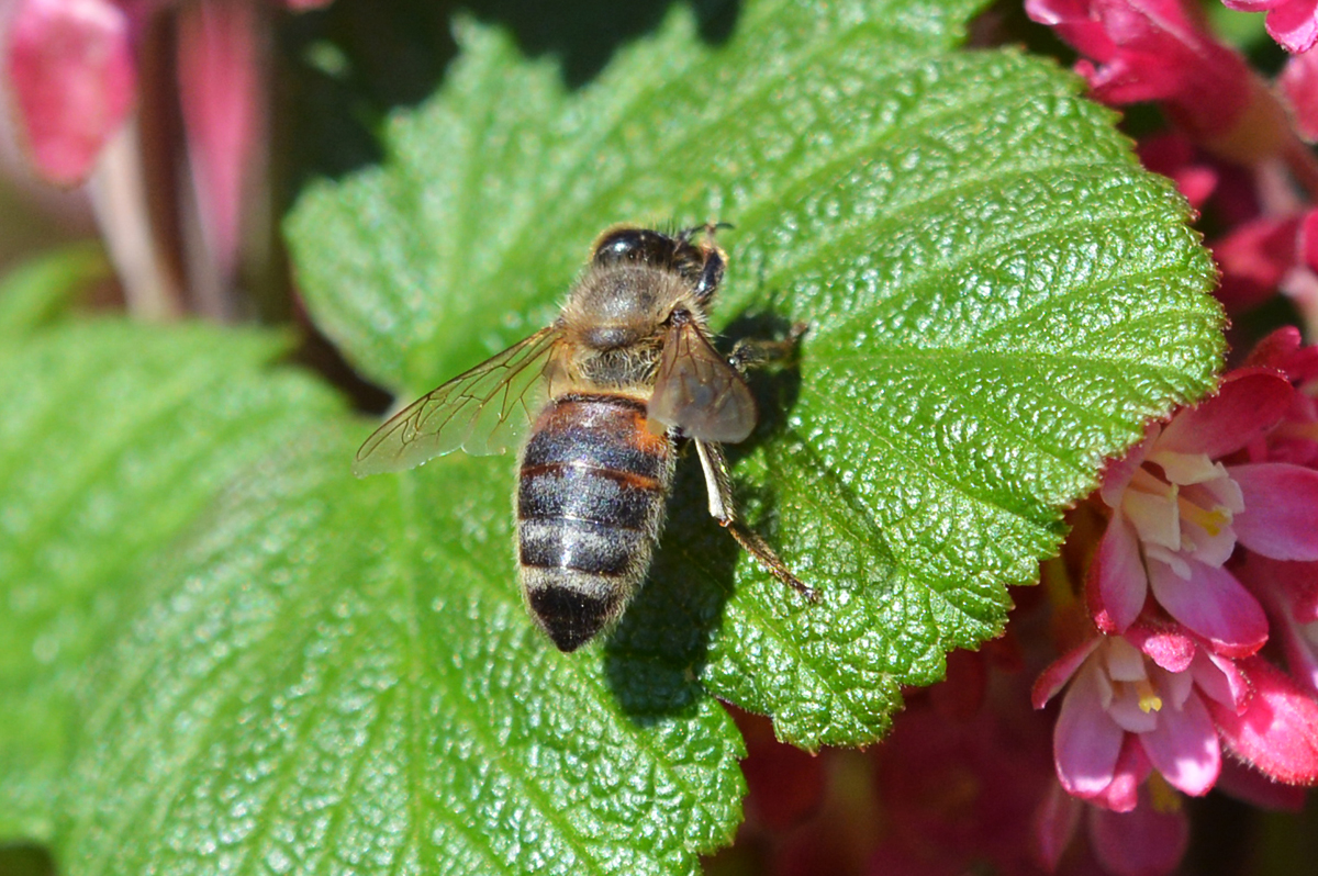 Schwebfliege auf einem Johannisbeerstrauch - 18.04.2015