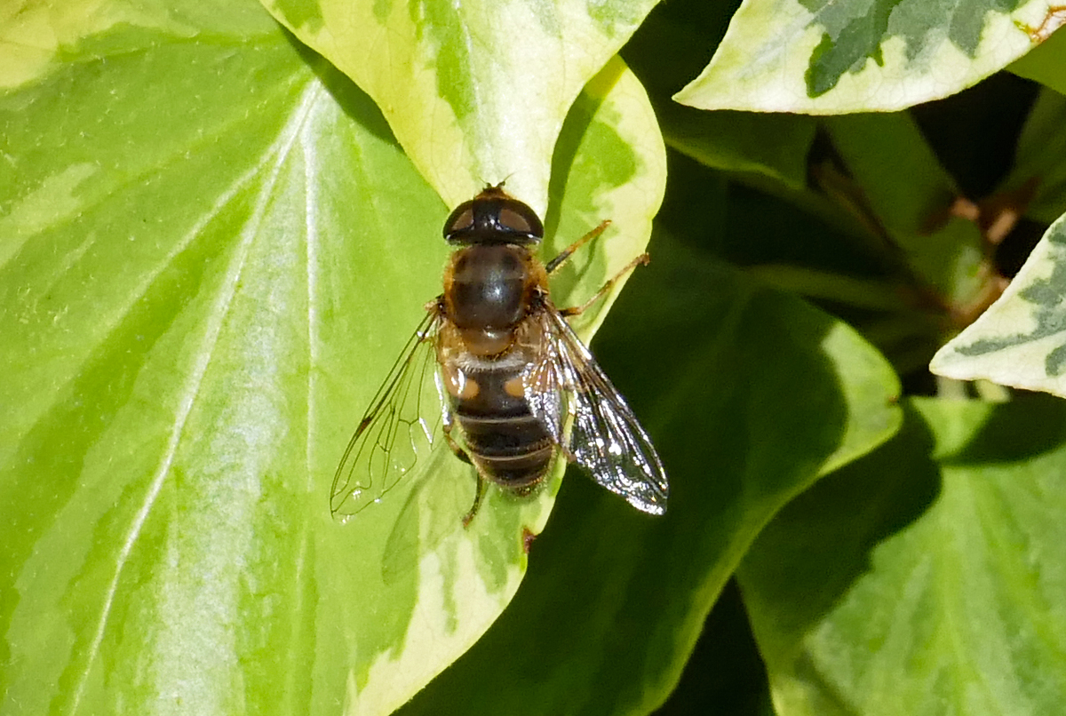 Schwebfliege auf Futtersuche im Garten - 26.09.2018