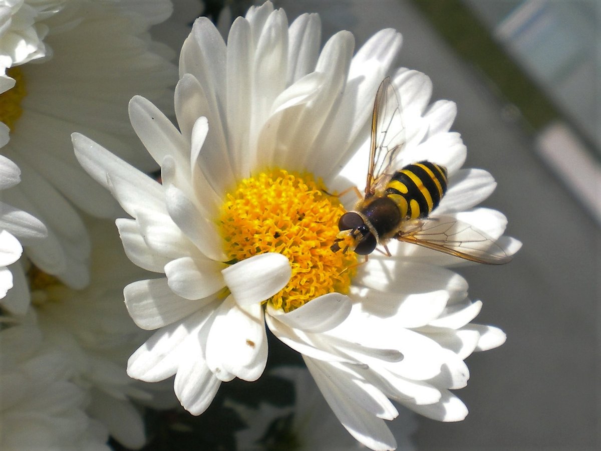 Schwebfliege auf einer Margerite - 19.09.2010