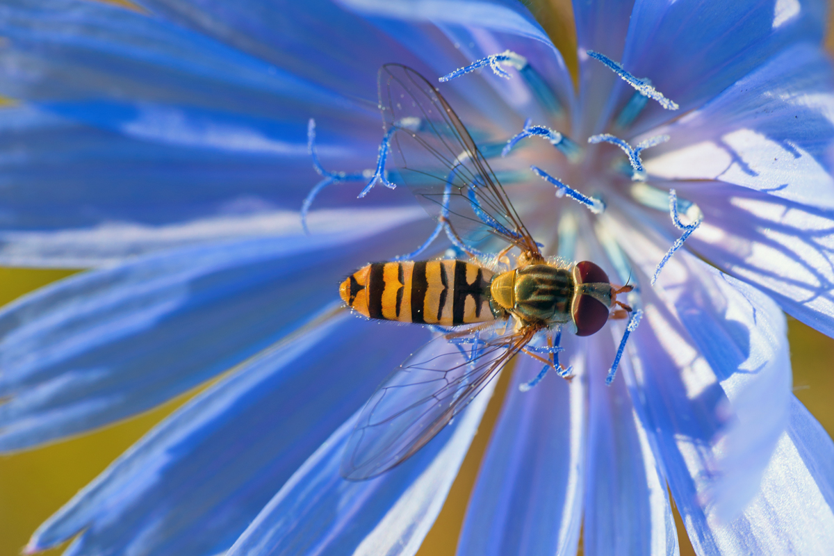 Schwebfliege in einer Blumenblte. - 13.07.2019