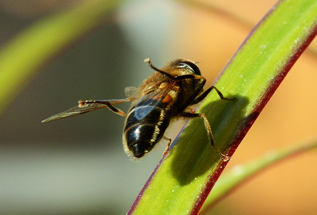 Schwebfliege im Garten - 16.04.2014