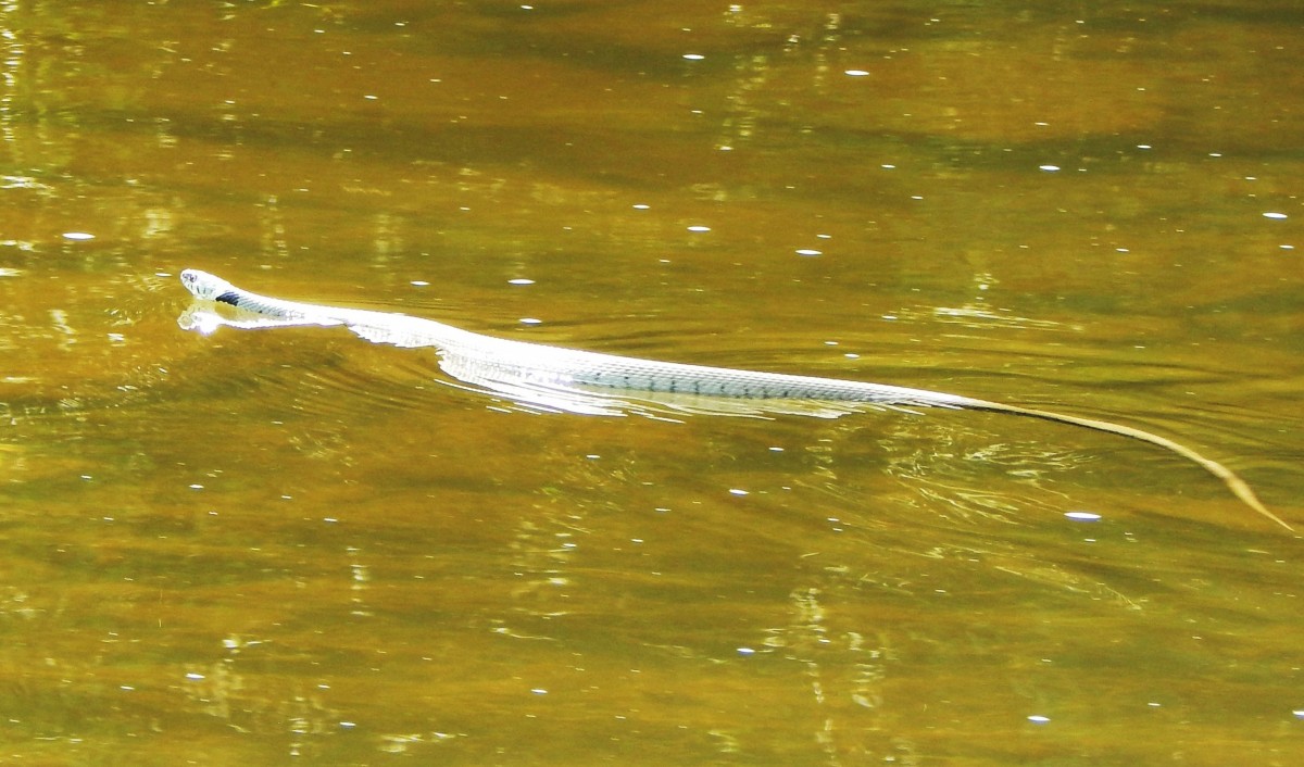 SCHWIMMENDE RINGELNATTER in der SIEG-1.8.2015
Whrend einr kurzen Ruderboot-Tour auf der SIEG bei DATTENFELD(Kreis SIEGBURG) kam
dieses  Prachtexemplar ,wie mir ein Reptilien-Experte spter bescheinigte,von

Ringelnatter mit einer geschtzten Lnge von ca. 150-170 cm,direkt auf mein Boot zugeschwommen,den Kopf immer schn ber der Wasseroberflche haltend.

Ich war doch reichlich  verdutzt ,weil ich a) noch NIE eine schwimmende Ringelnatter live erlebt hatte, und b) mir das helle Schuppenkleid mit den schwarzen Streifen um die Augen SO bei Ringelnattern im Wald auch noch NIE gesehen hatte......

War fr mich auf jeden Fall eine imponierende Begegnung: eine ECHT elegante
Schwimmerin!!!